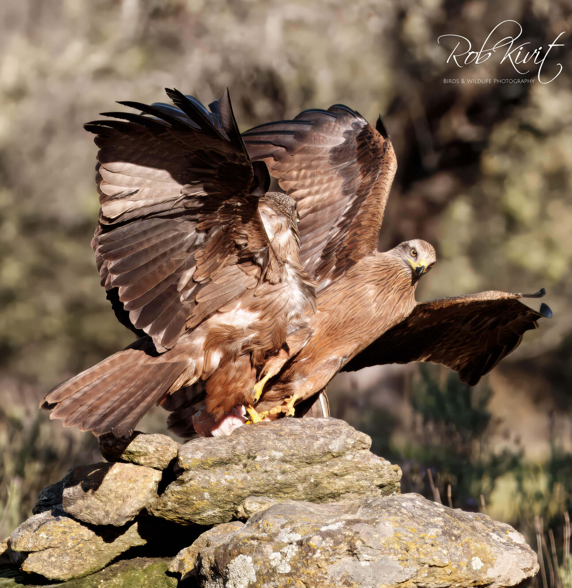 This image for Image Layouts addon