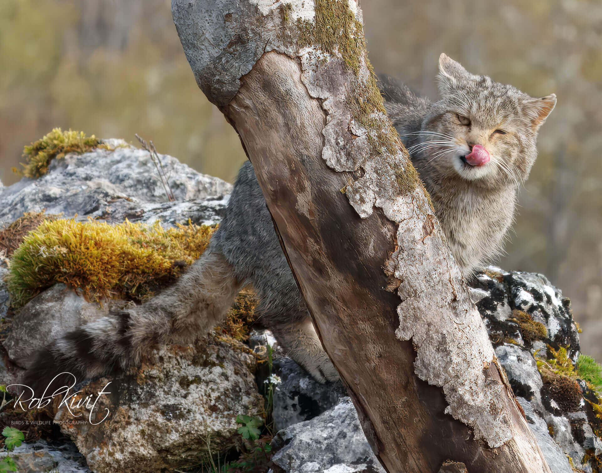 This image for Image Layouts addon