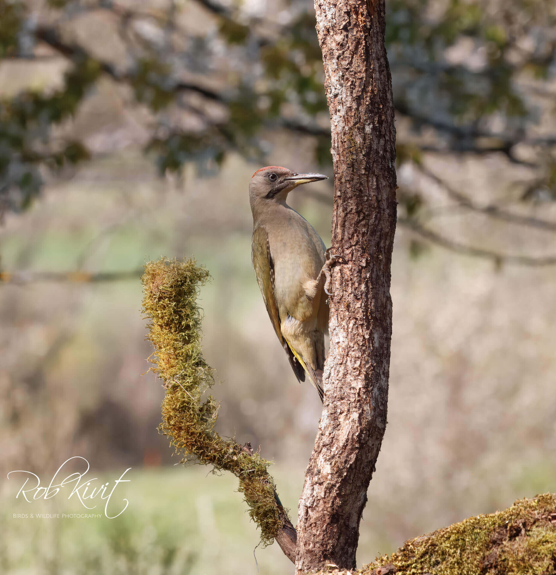 This image for Image Layouts addon