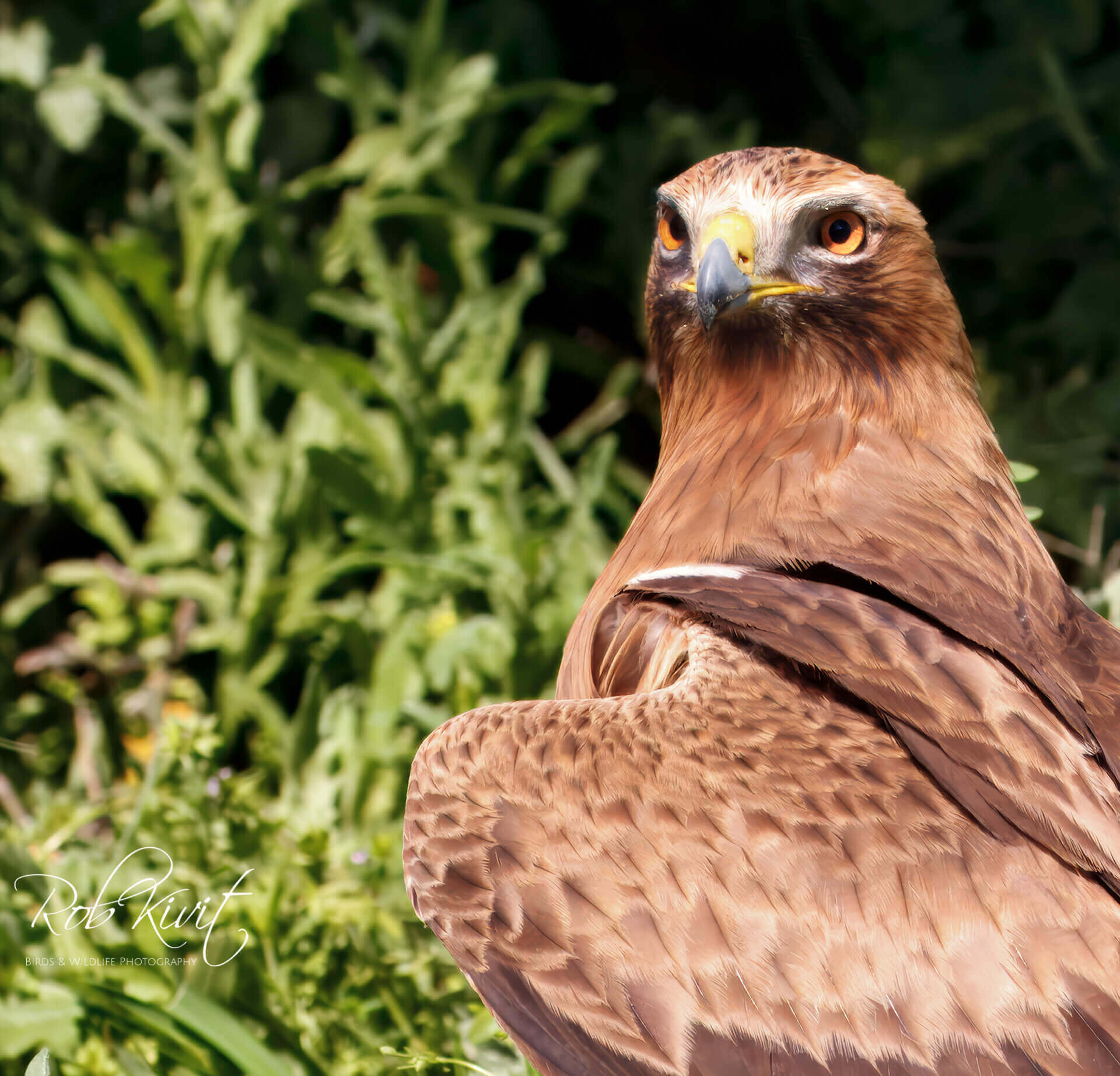 This image for Image Layouts addon