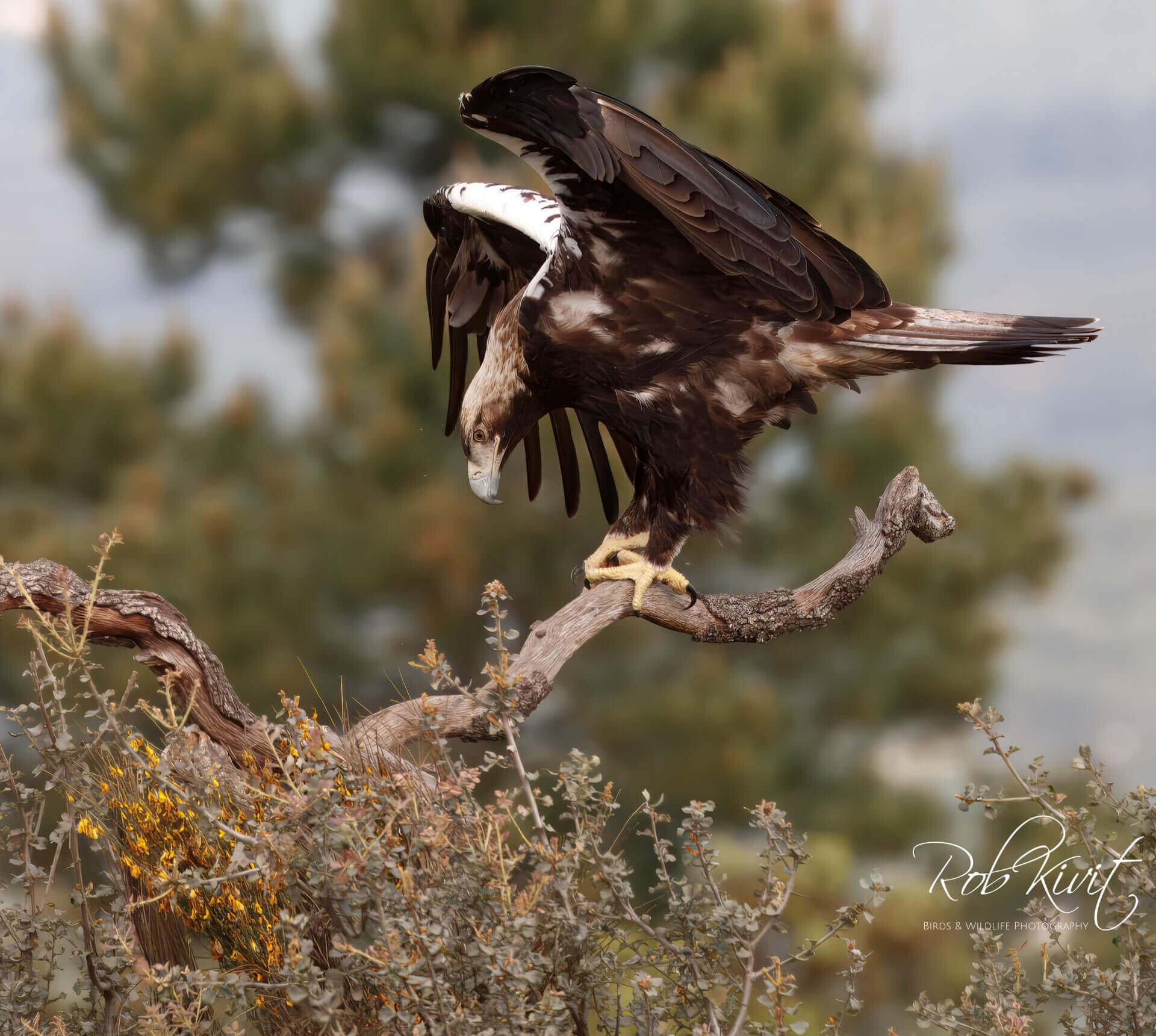 This image for Image Layouts addon