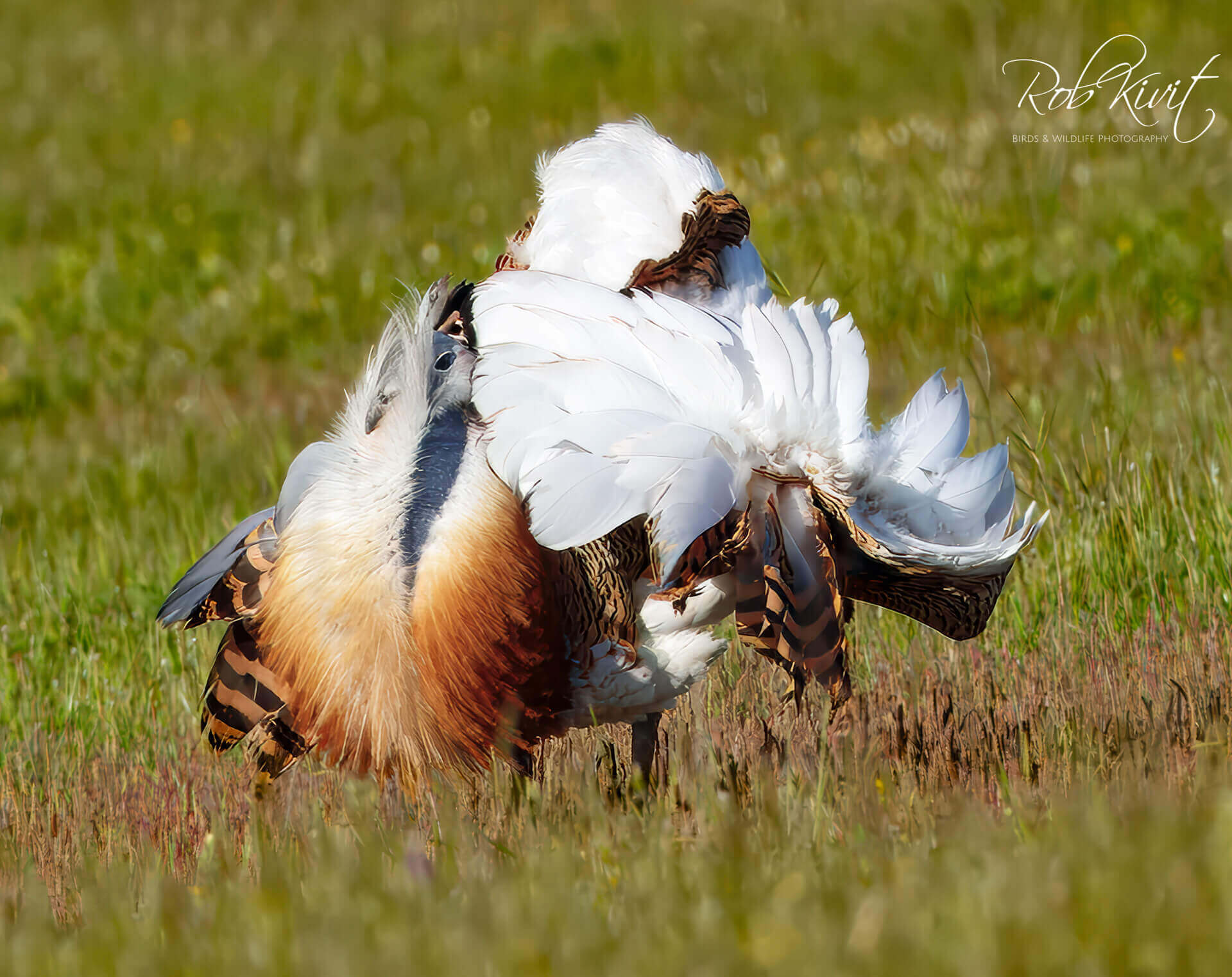 This image for Image Layouts addon