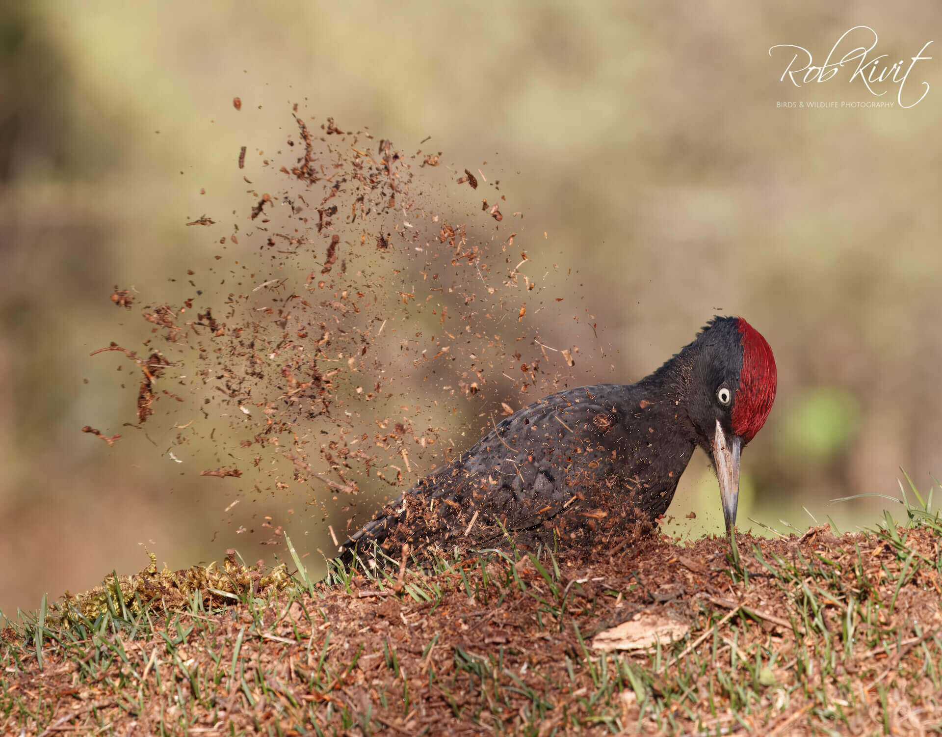 This image for Image Layouts addon