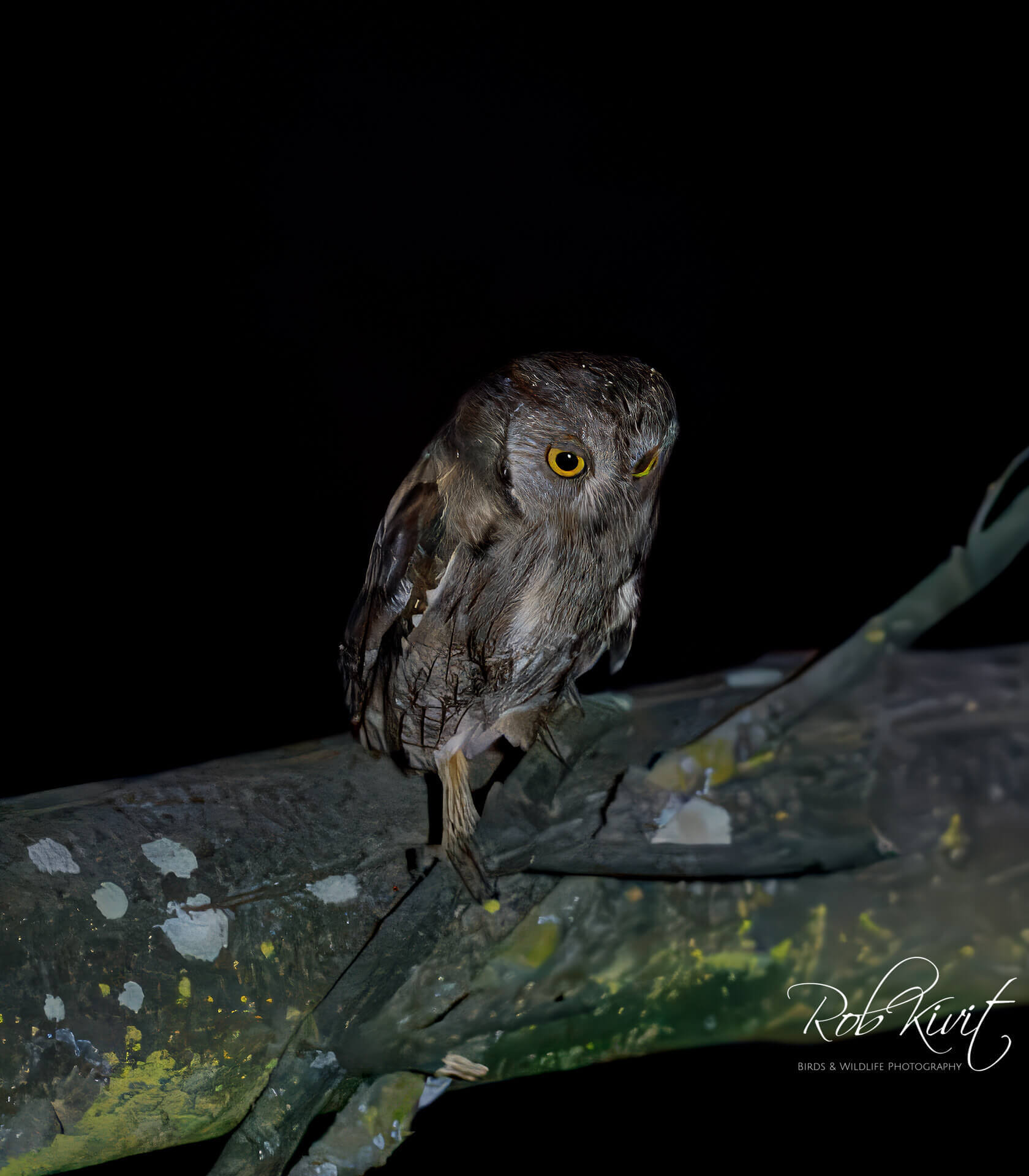 This image for Image Layouts addon