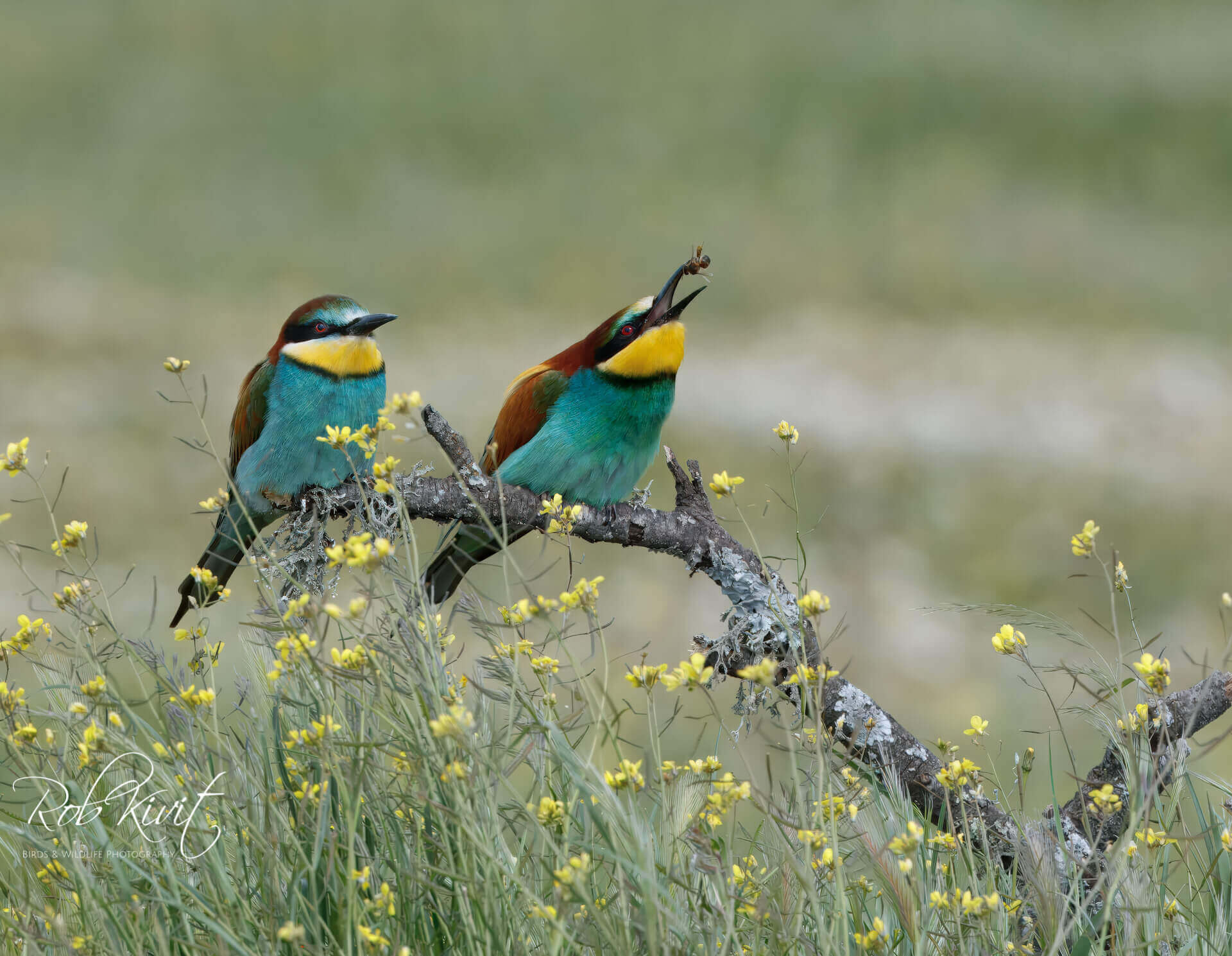 This image for Image Layouts addon