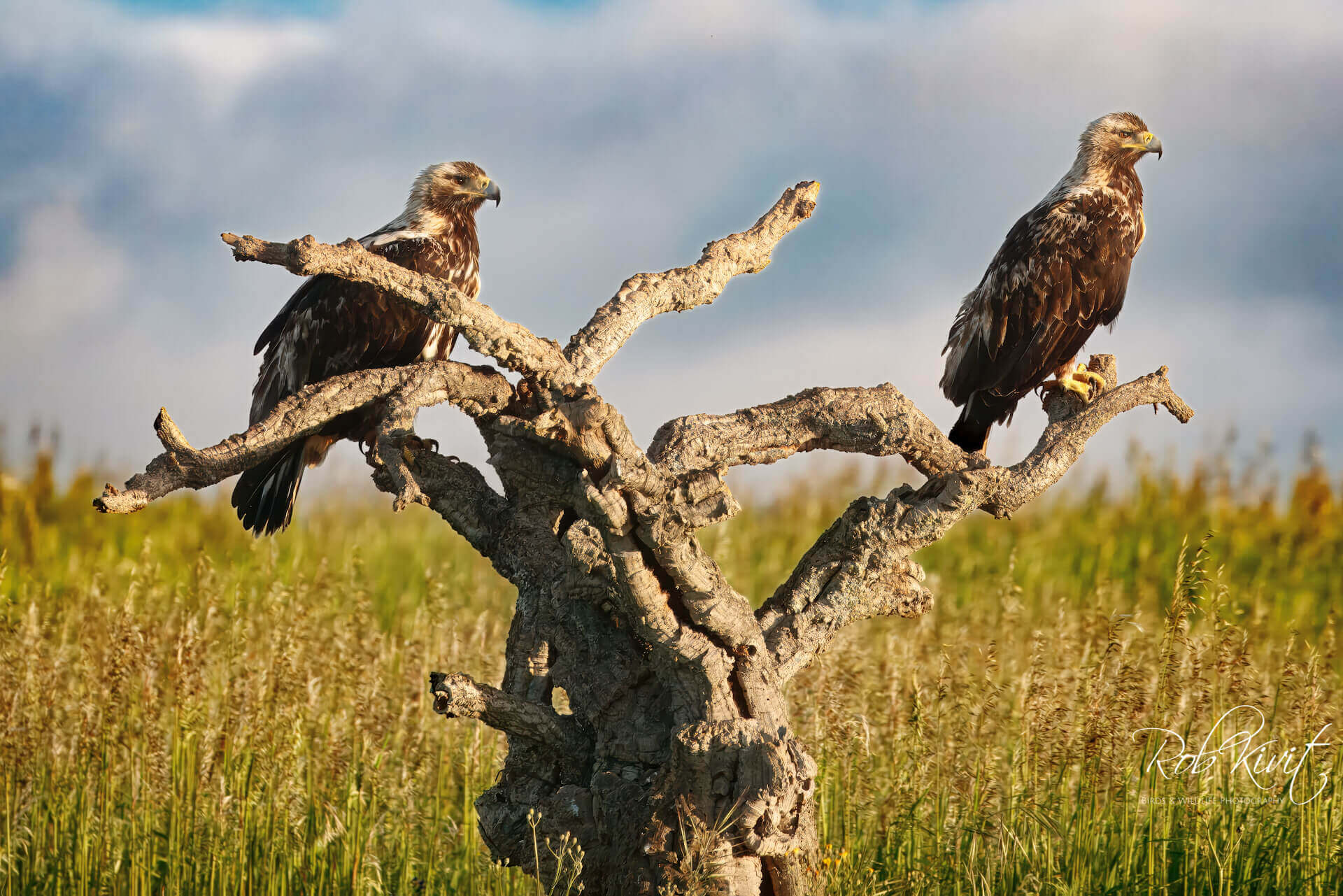 This image for Image Layouts addon