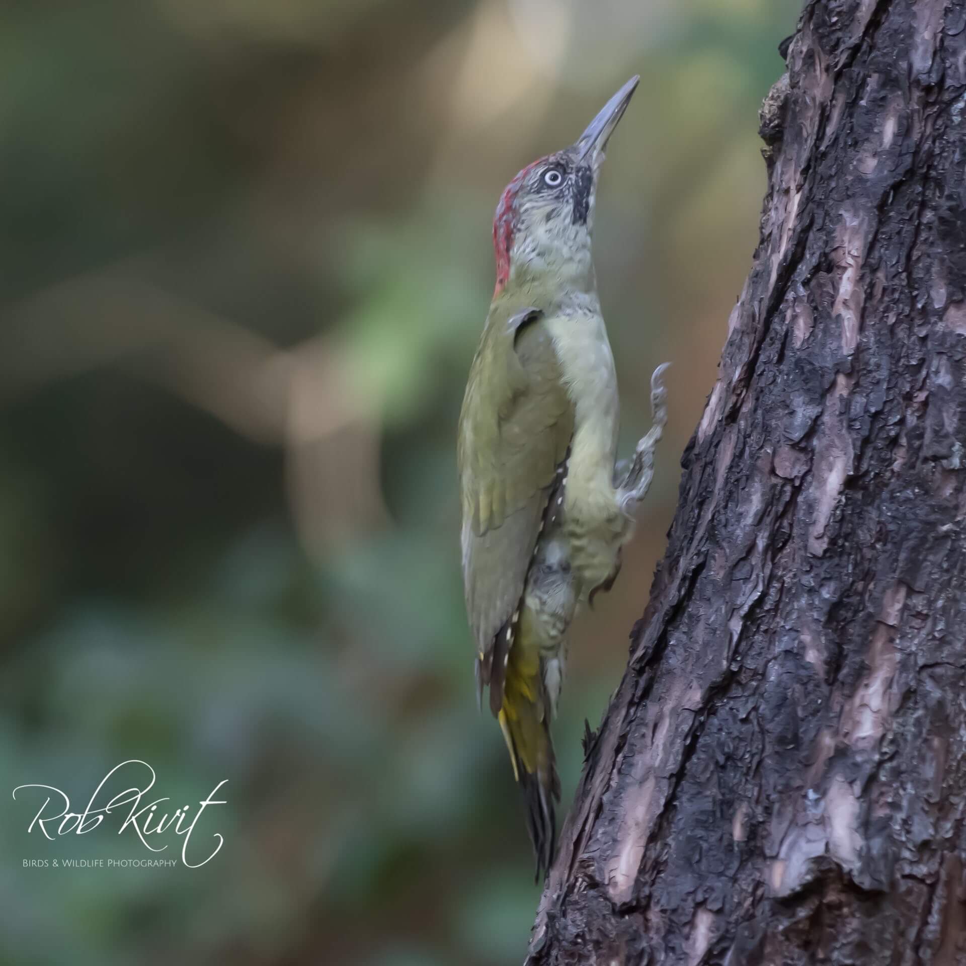 Groene specht (Green Woodpecker)