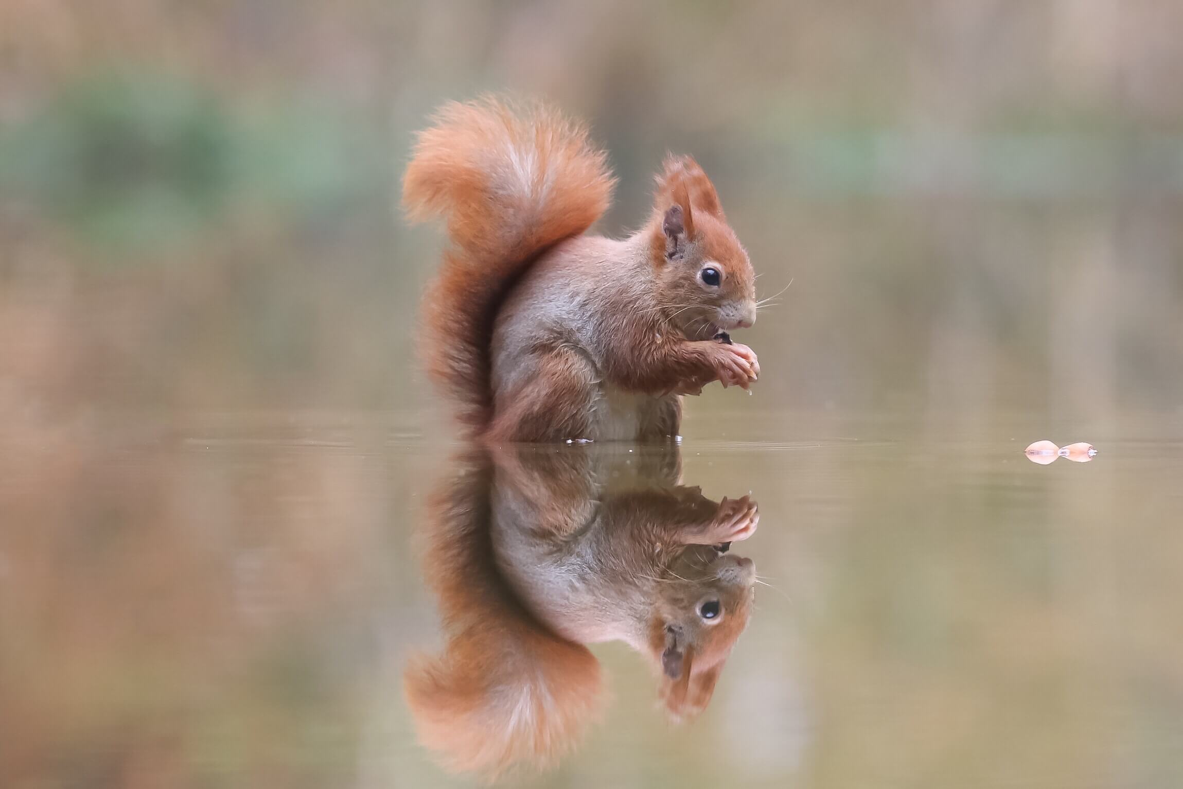 Eekhoorn (Squirrel)