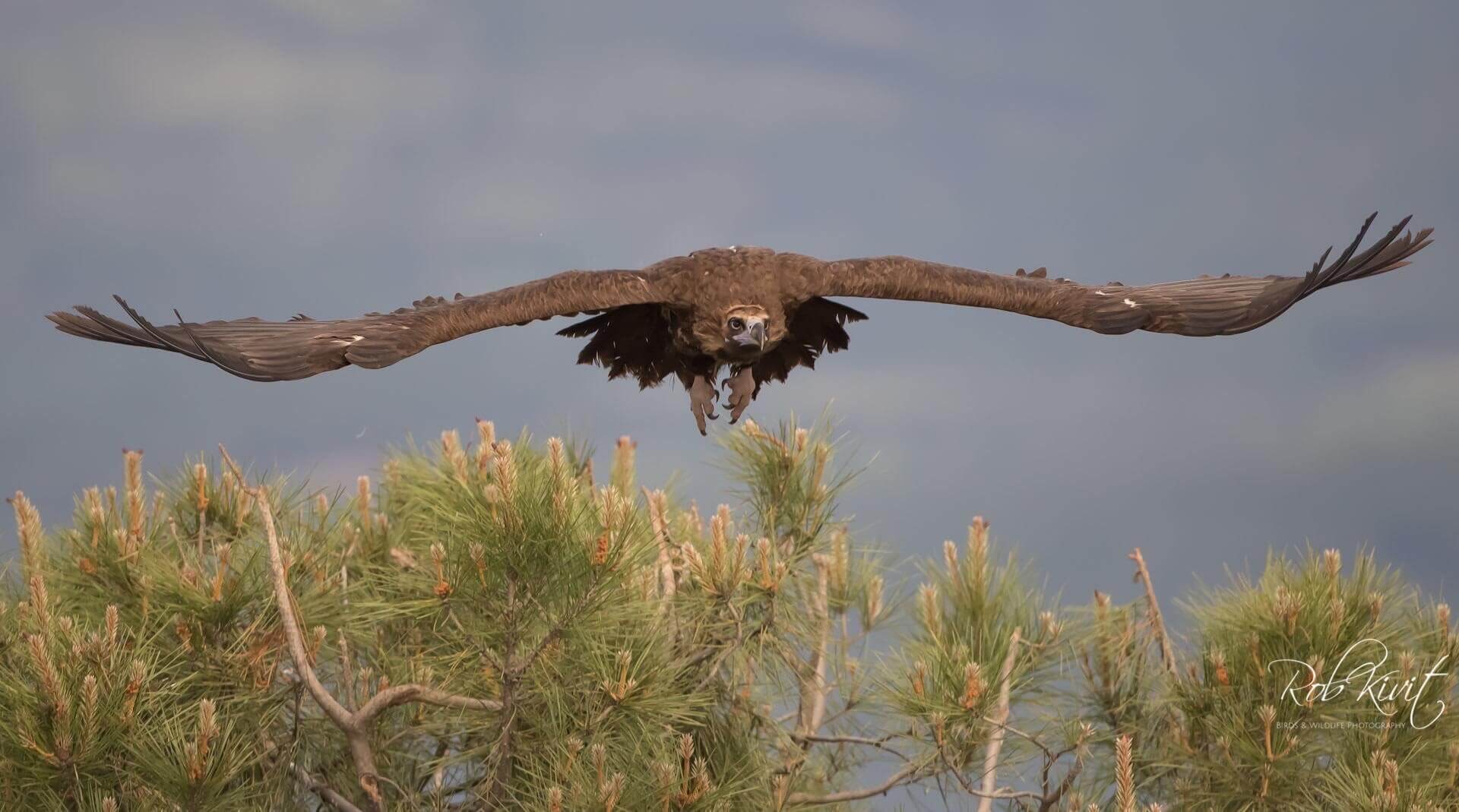 This image for Image Layouts addon