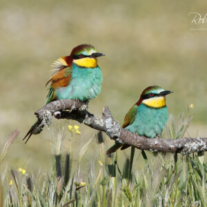 0a7490c6-0ba5-4d9e-bdb6-b986006faecd