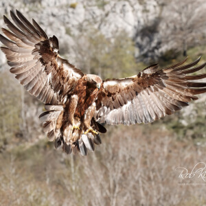 11d794f6-66ae-4f0a-a9d4-adc0daa94fe7