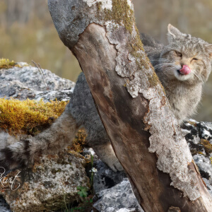 20687e81-b7ff-4c50-90f3-1b321dcf6868