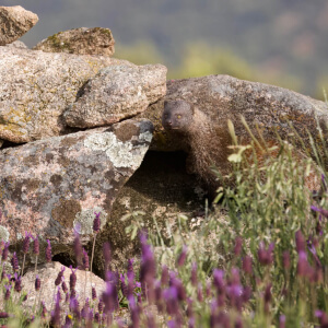 20e644fe-ee1a-466b-bbc3-5888002a3100