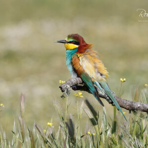 21e81841-e993-48fe-bdfa-926f3edf53f7