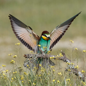 30c530d7-d59c-4492-b44c-1406e129e16f