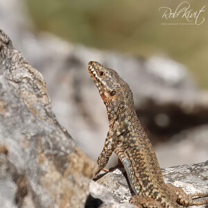 376cfddd-1865-4cb1-b2f8-ffa58fe3cb74