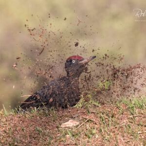 3af2860e-07f6-4420-b7ea-faf21ed99743