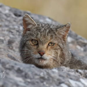 4cedd22b-9ef4-4d69-b176-f4985611fc10