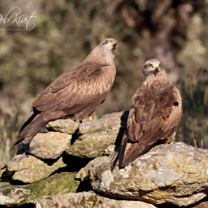 531ef6f9-de8a-46ad-bb7f-c1c3687732e7