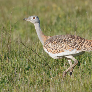 55f34e96-2fa9-4a49-9c29-66fb2dbac474