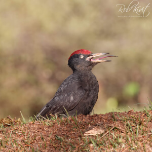 5939dfb8-1dab-431c-b512-9cb8927d8f37