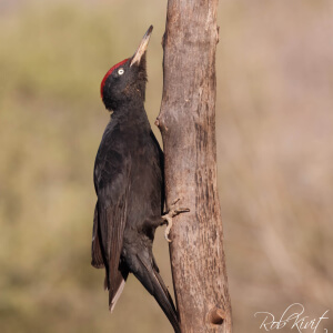 63b5040c-330c-463a-8ff0-aa8cd1db5a94