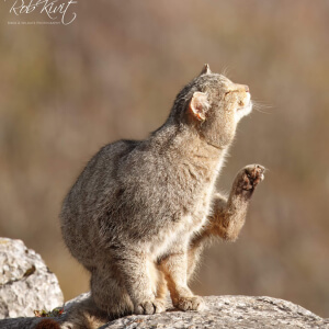 71eb0a6b-59e4-4341-95ae-6ca087a2b028