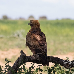 72b46a6c-d2e1-471b-8b83-fda3fa290eae