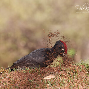 7fd0bcb7-2278-46f3-b53a-7f7d21ea1a0a