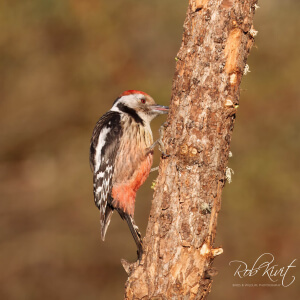 9cab7b92-eebc-4938-8a3a-a70ca5b55e6b