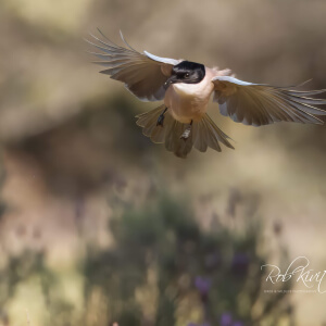 9fbe134f-e23e-4bf6-8b5e-d6956df69f88