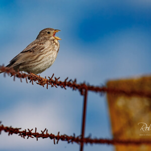 a04ab374-130d-4d5e-b763-6c511ef0940e