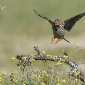 aa0e68da-cb93-4a8a-9f8d-fa6ad10715ac