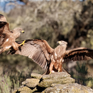 ac633bbf-29a7-4482-97a1-99b9af352e20