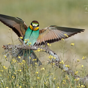 b68d902e-a74c-436e-a7a1-93a4e2c9b5c2