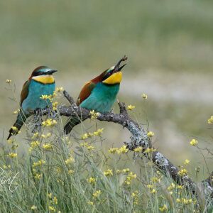 c4fdd828-796d-4891-a419-c89406406c20