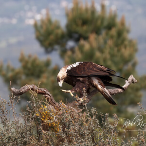 ceed769e-cab4-461b-b473-9f63c662d32e