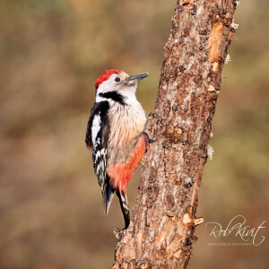 e9448acd-fa9b-4219-b201-bb9c5d6f11e9