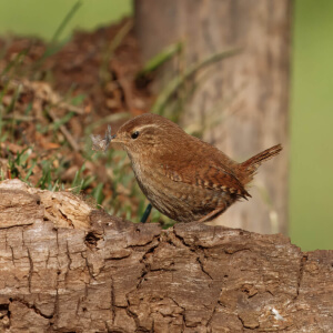 efe44705-9a92-4311-b470-7c8485eab54c