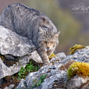 fd785552-f31c-4fbd-83ff-3d8c9010f32f