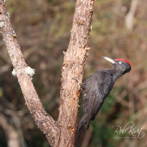 fd8163ac-abbe-4a7a-aed8-1be025dcc464