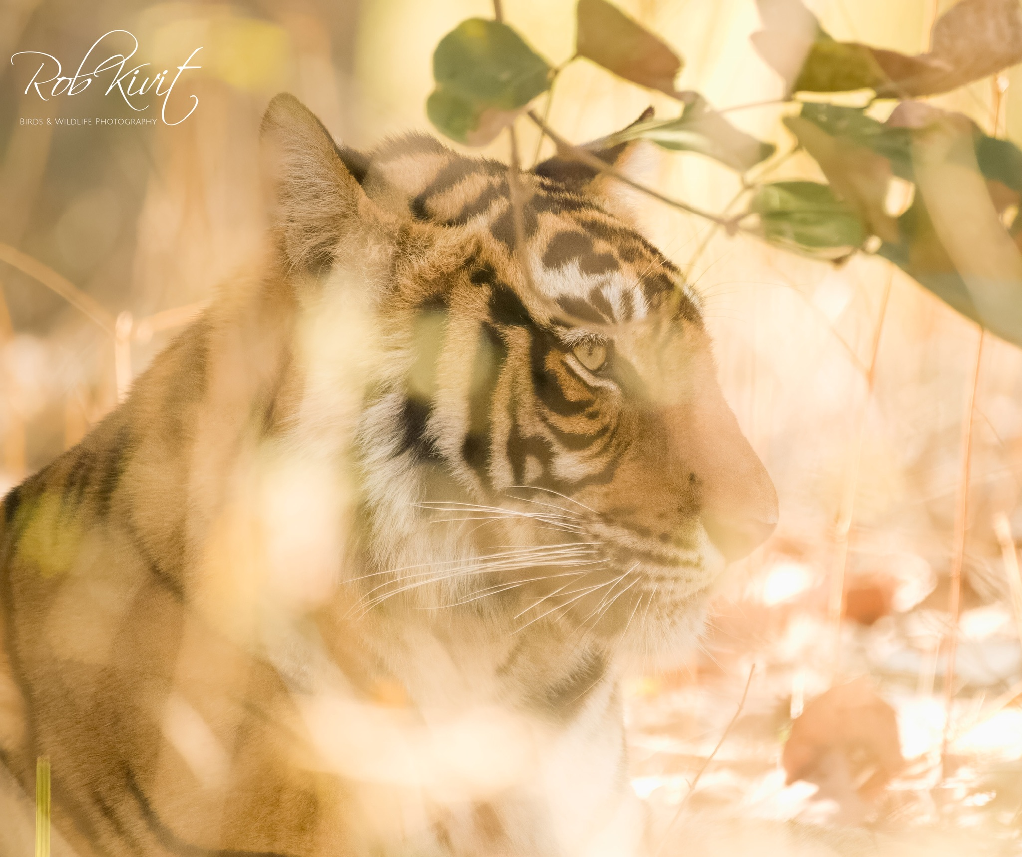 Dynamic Content Image