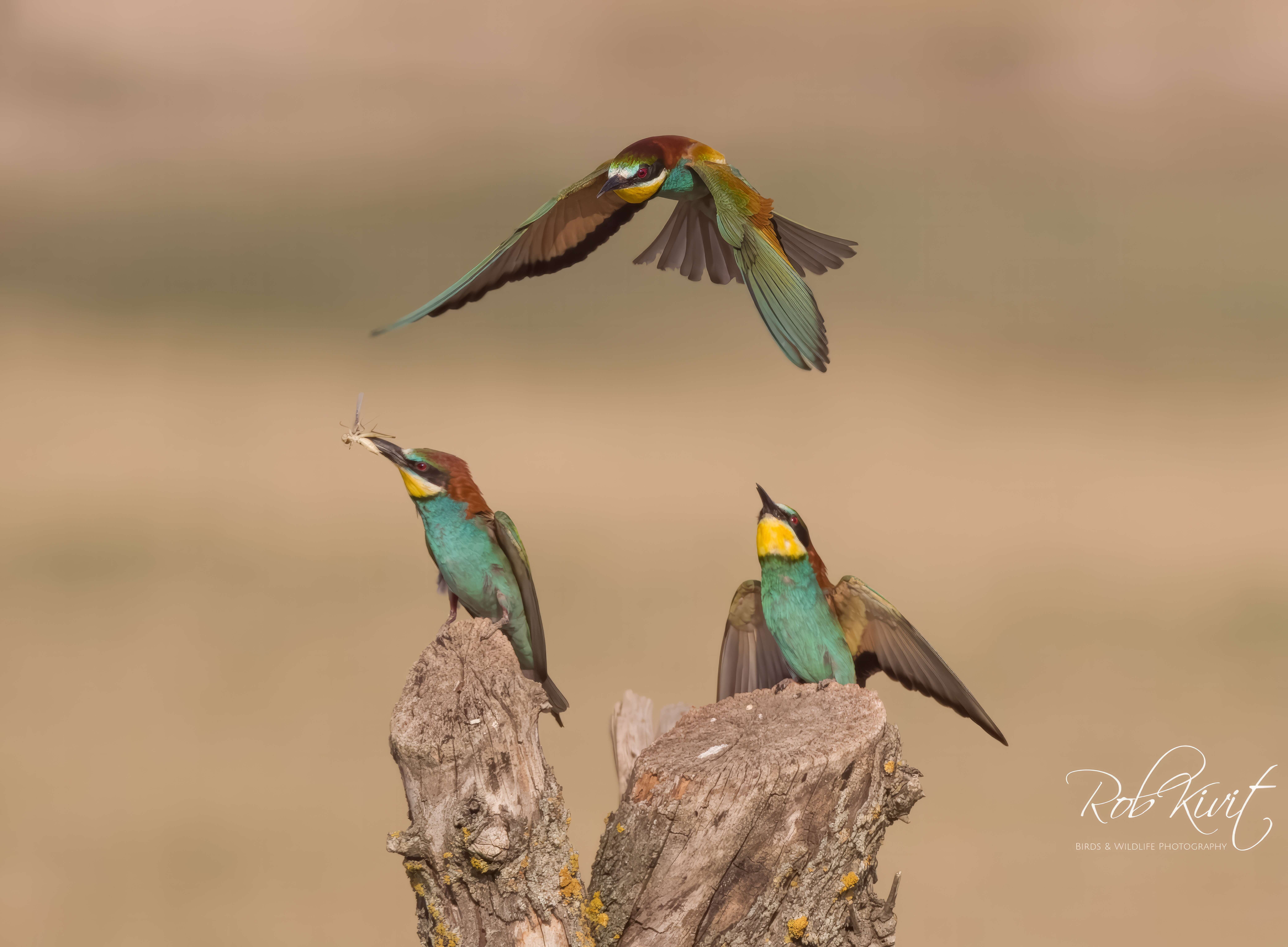 Dynamic Content Image