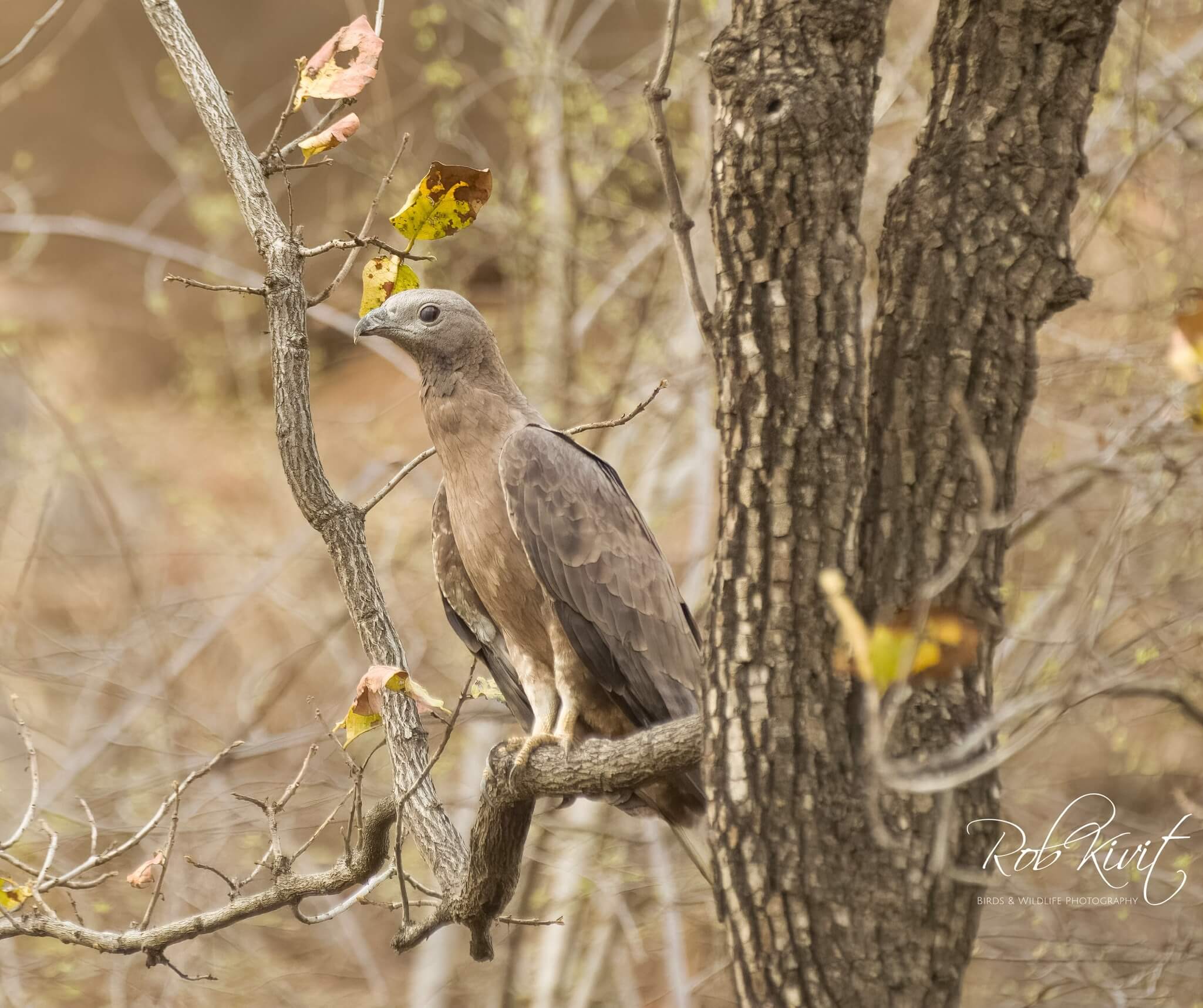 Dynamic Content Image