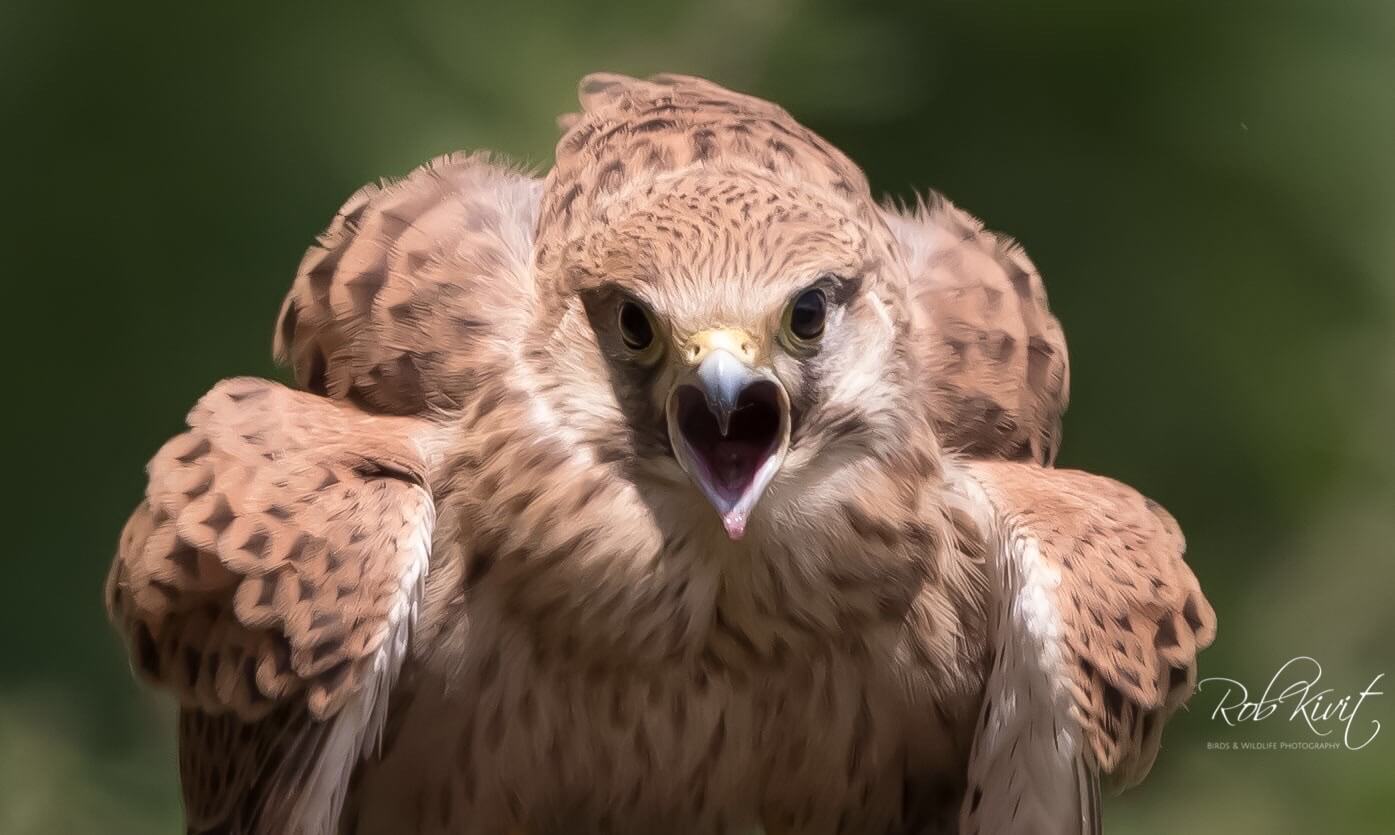 Dynamic Content Image