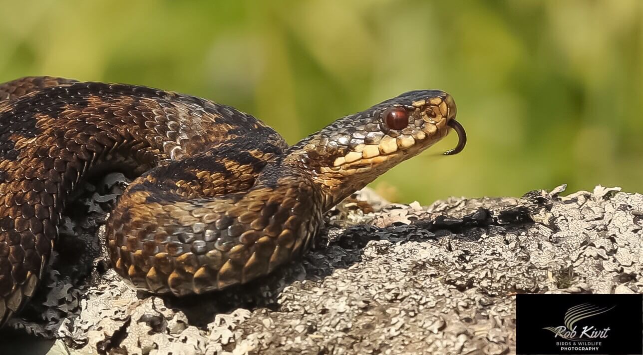 Dynamic Content Image