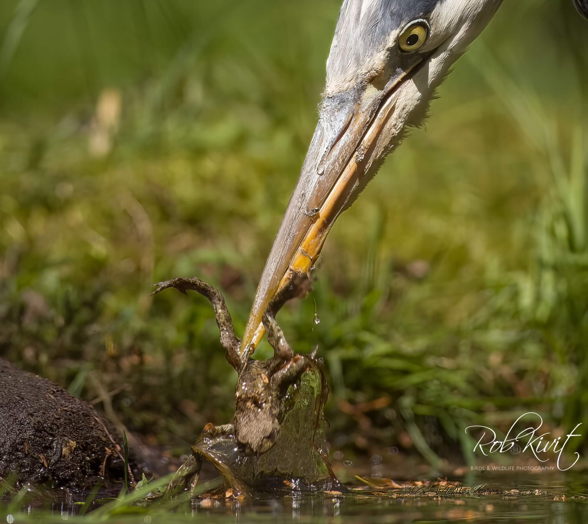 Dynamic Content Image