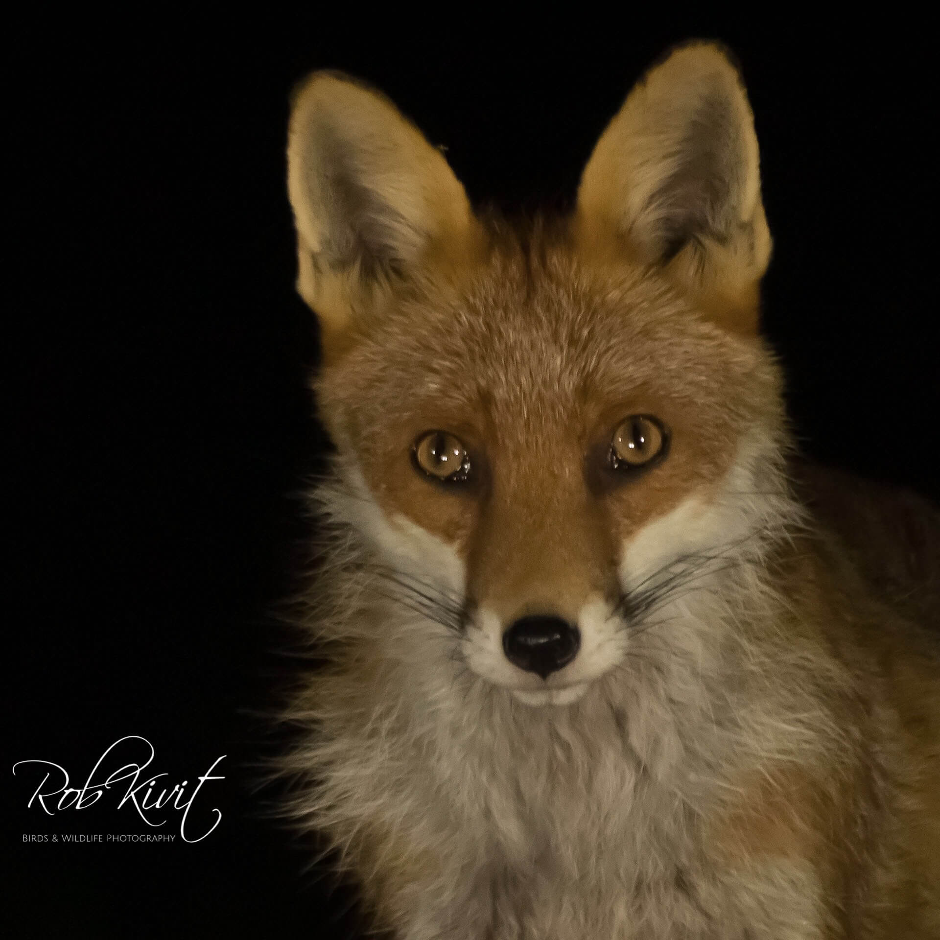 Dynamic Content Image