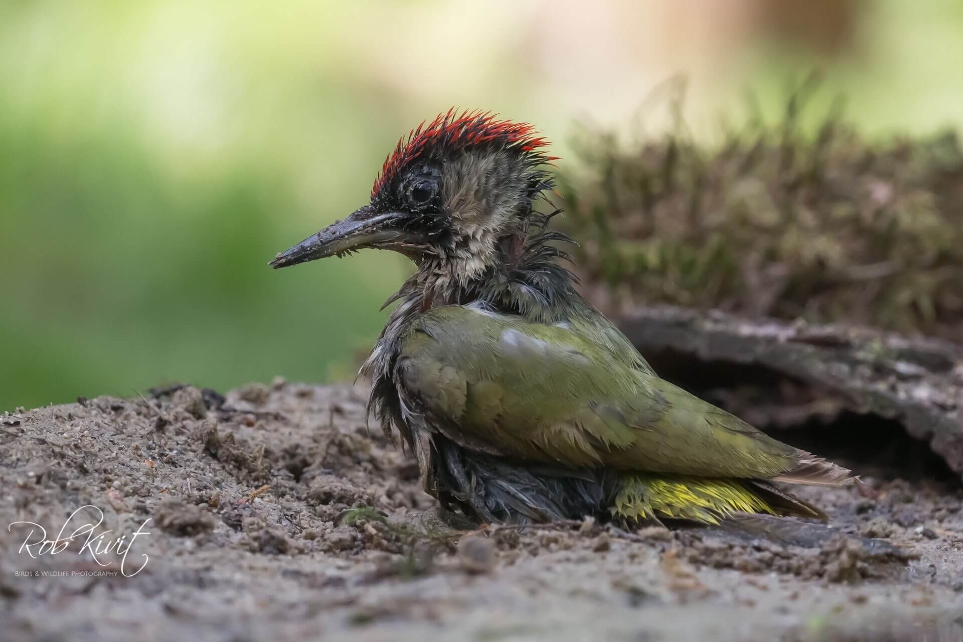 Dynamic Content Image