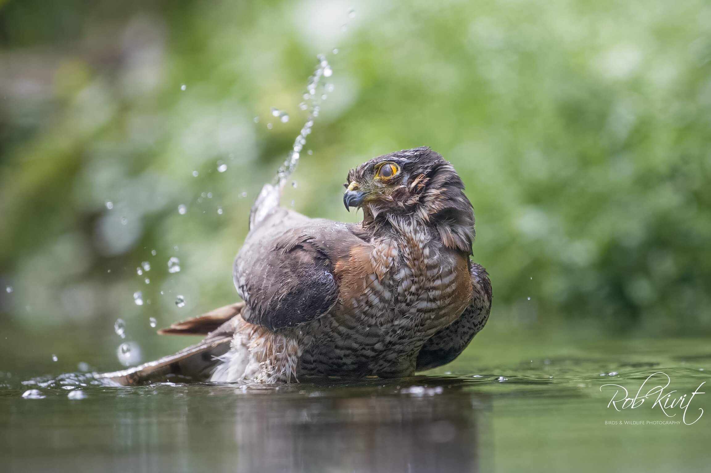 Dynamic Content Image